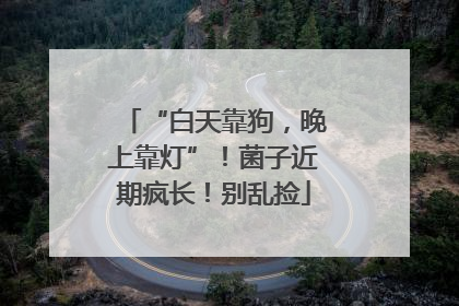 “白天靠狗，晚上靠灯”！菌子近期疯长！别乱捡