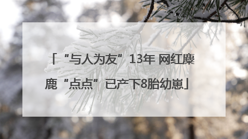 “与人为友”13年 网红麋鹿“点点”已产下8胎幼崽