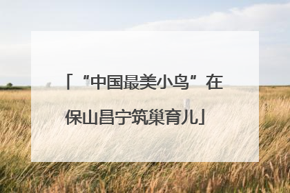 “中国最美小鸟”在保山昌宁筑巢育儿
