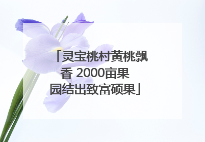 灵宝桃村黄桃飘香 2000亩果园结出致富硕果