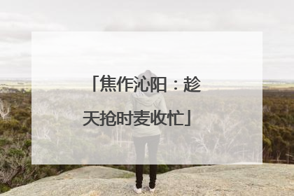 焦作沁阳：趁天抢时麦收忙