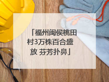 福州闽侯桃田村3万株百合盛放 芬芳扑鼻