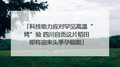 科技助力应对罕见高温“烤”验 四川自贡这片稻田即将迎来头季孕穗期