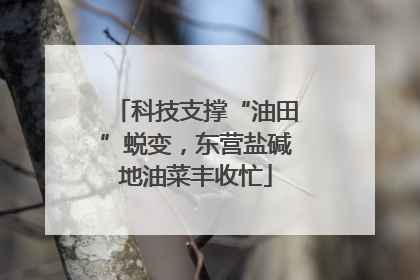 科技支撑“油田”蜕变，东营盐碱地油菜丰收忙
