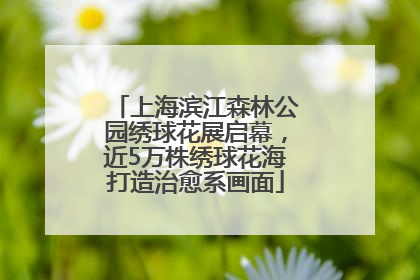 上海滨江森林公园绣球花展启幕，近5万株绣球花海打造治愈系画面