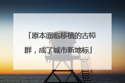 原本面临移植的古樟群,成了城市新地标