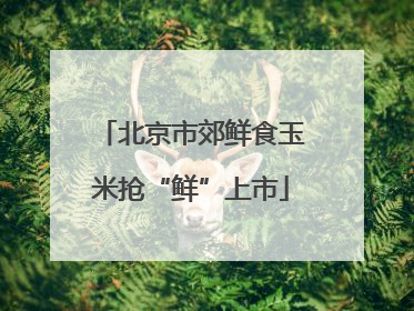 北京市郊鲜食玉米抢“鲜”上市