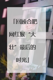 回顾合肥网红猴“大壮”最后的时光