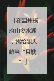 在温州杨府山奥水湖，我给黑天鹅当“月嫂”