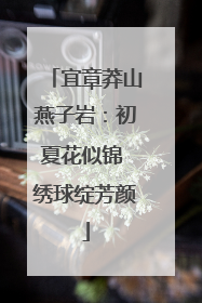 宜章莽山燕子岩：初夏花似锦 绣球绽芳颜