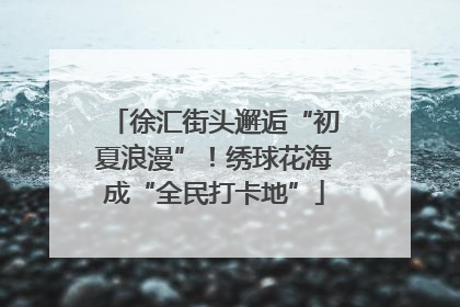徐汇街头邂逅“初夏浪漫”！绣球花海成“全民打卡地”