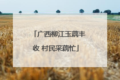 广西柳江玉藕丰收 村民采藕忙