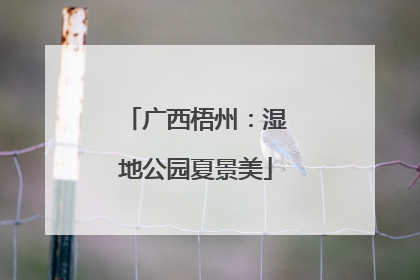 广西梧州：湿地公园夏景美