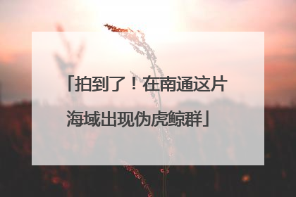 拍到了！在南通这片海域出现伪虎鲸群