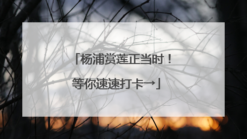 杨浦赏莲正当时！等你速速打卡→