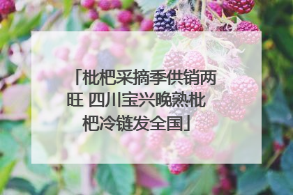 枇杷采摘季供销两旺 四川宝兴晚熟枇杷冷链发全国