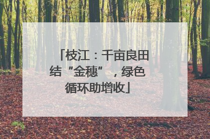 枝江：千亩良田结“金穗”，绿色循环助增收