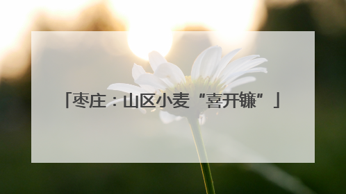 枣庄：山区小麦“喜开镰”