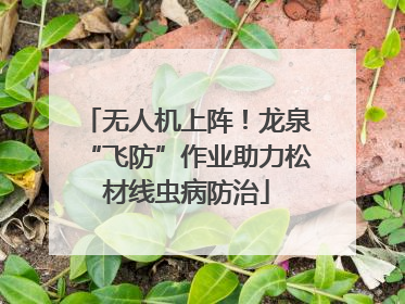 无人机上阵！龙泉“飞防”作业助力松材线虫病防治