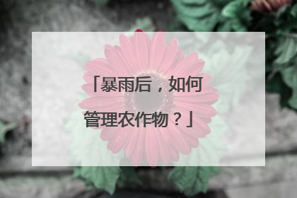 暴雨后，如何管理农作物？