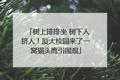 树上排排坐 树下人挤人！厦大校园来了一窝猫头鹰引围观
