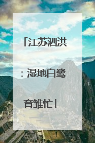 江苏泗洪：湿地白鹭育雏忙