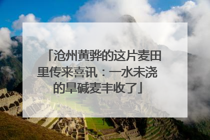 沧州黄骅的这片麦田里传来喜讯：一水未浇的旱碱麦丰收了