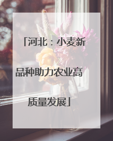 河北：小麦新品种助力农业高质量发展