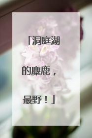 洞庭湖的麋鹿，最野！
