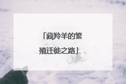 藏羚羊的繁殖迁徙之路