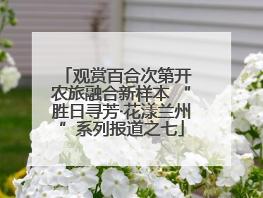观赏百合次第开 农旅融合新样本 “胜日寻芳·花漾兰州”系列报道之七