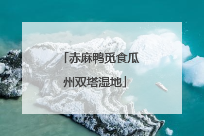 赤麻鸭觅食瓜州双塔湿地