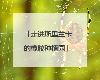 走进斯里兰卡的橡胶种植园