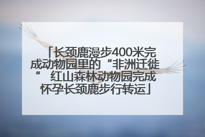 长颈鹿漫步400米完成动物园里的“非洲迁徙” 红山森林动物园完成怀孕长颈鹿步行转运