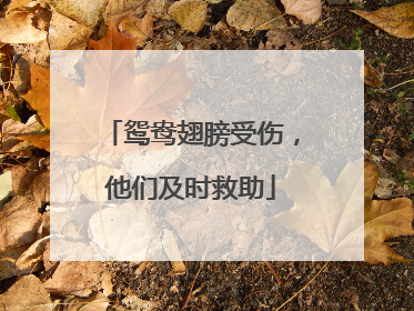 鸳鸯翅膀受伤，他们及时救助
