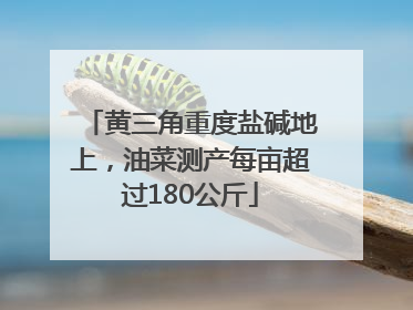 黄三角重度盐碱地上，油菜测产每亩超过180公斤